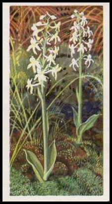 18 Lesser Butterfly Orchid
